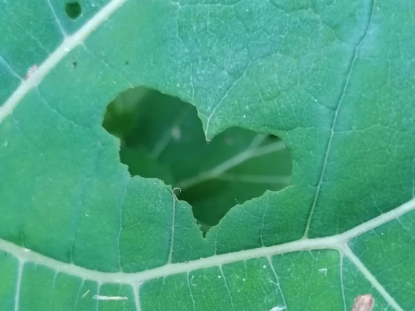 Workshop in der Natur: Herz ausgestanzt in einem Blatt
